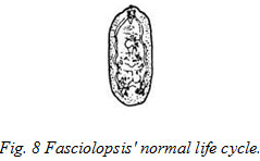 Fasciolopsis' normal life cycle